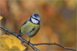 <p>SÝKORA MODŘINKA (Cyanistes caeruleus) ---- /Eurasian blue tit - Blaumeise/</p>
